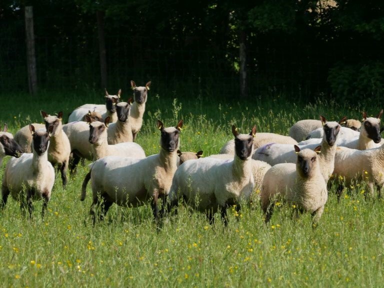Moutons Clun Forest pour élevage plein air