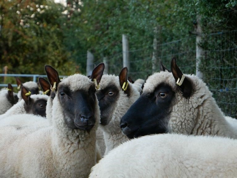 Moutons Clun Forest pour éco-pâturage